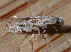 Diachorisia velatella 